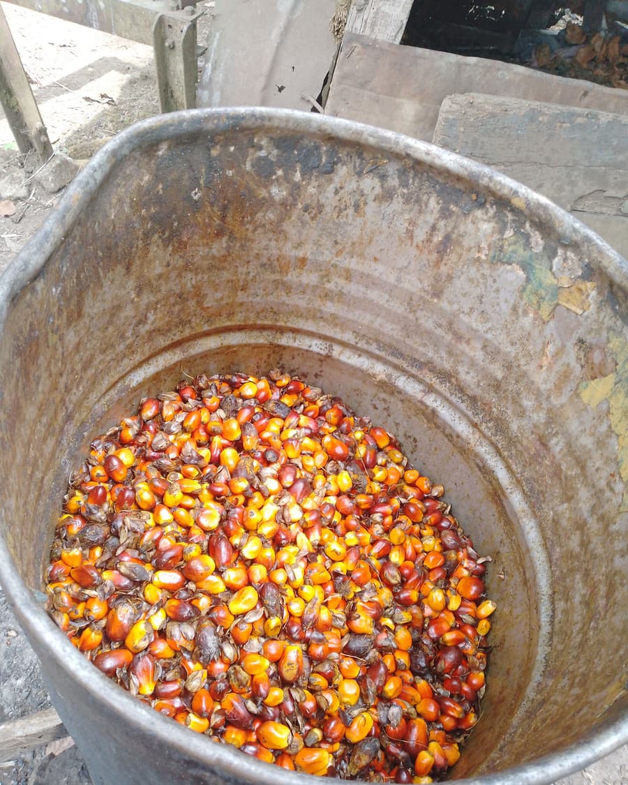 A drum of freshly harvested palm fruit