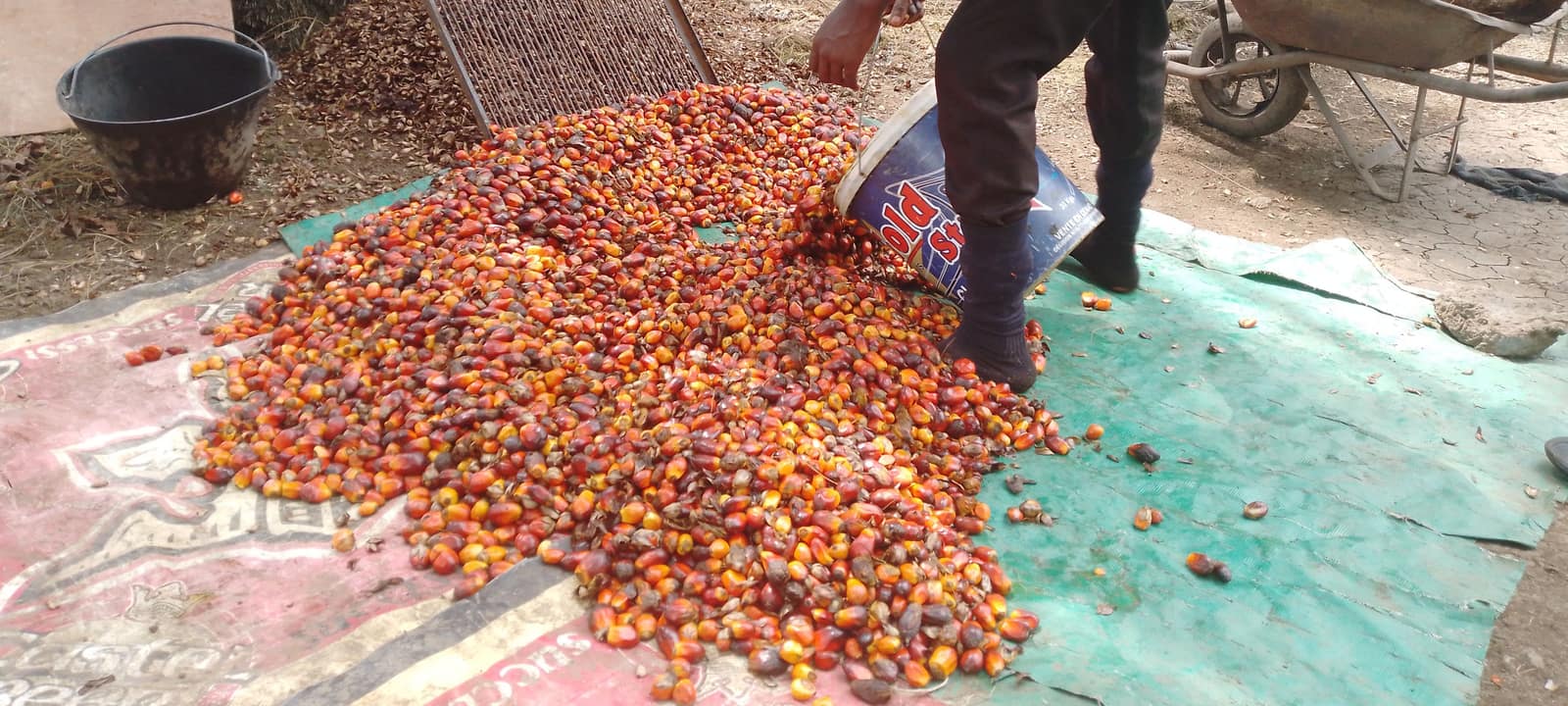 Freshly harvested red palm fruits being sieved onto a tarpaulin