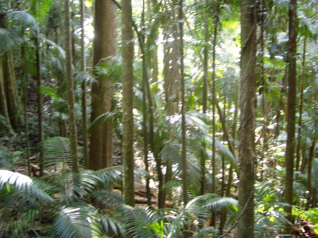 Tropical forest canopy and trunks