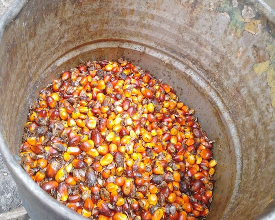 Freshly harvested palm fruit in a drum