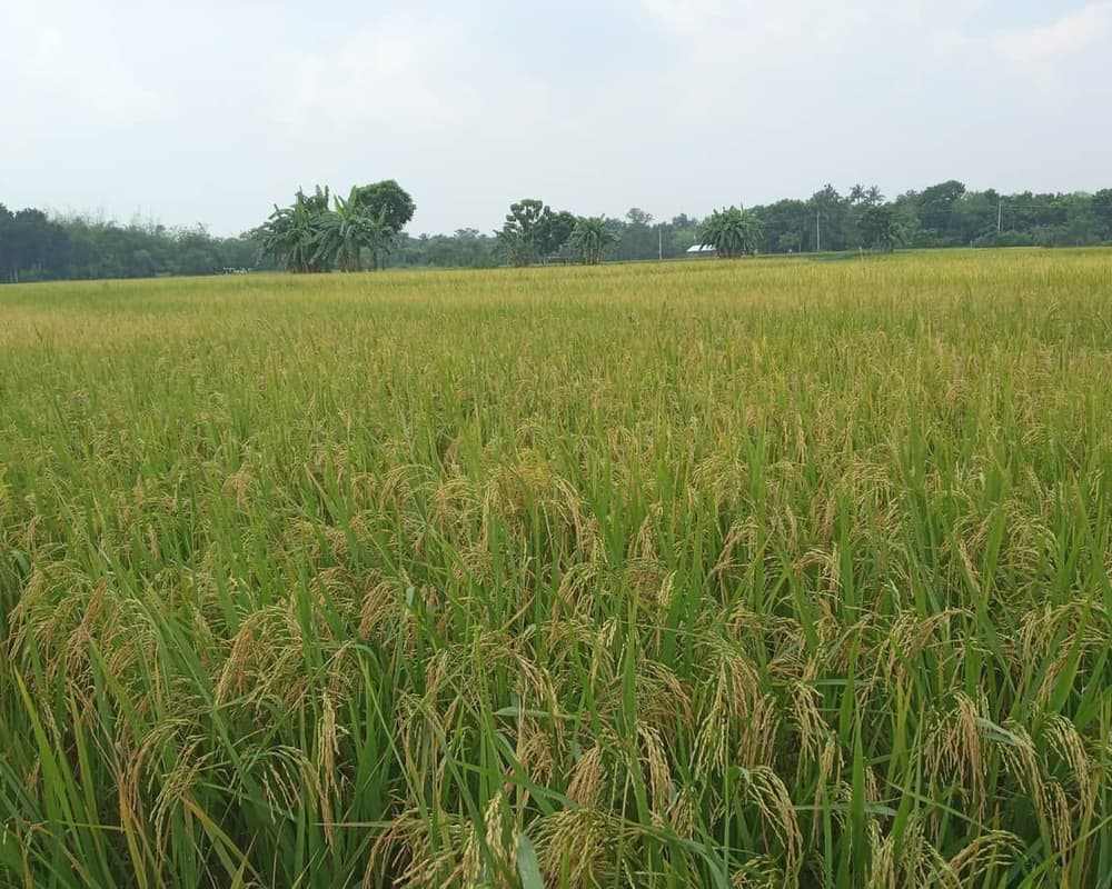 A paddy field stretching to the horizon