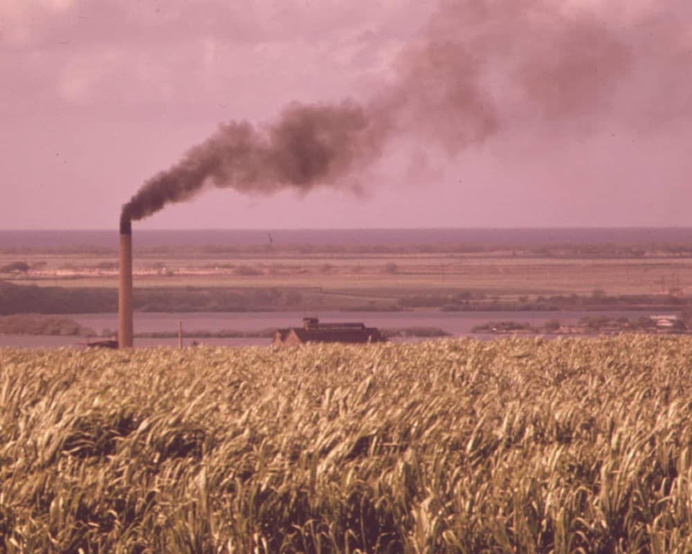 A sugar mill chimney rising over cane fields