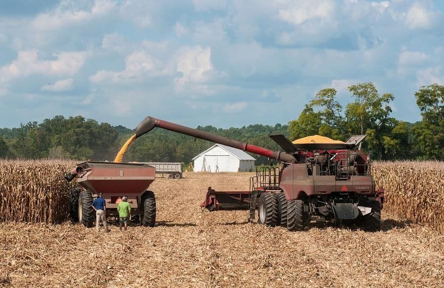 A combine harvester unloading maize into a grain cart