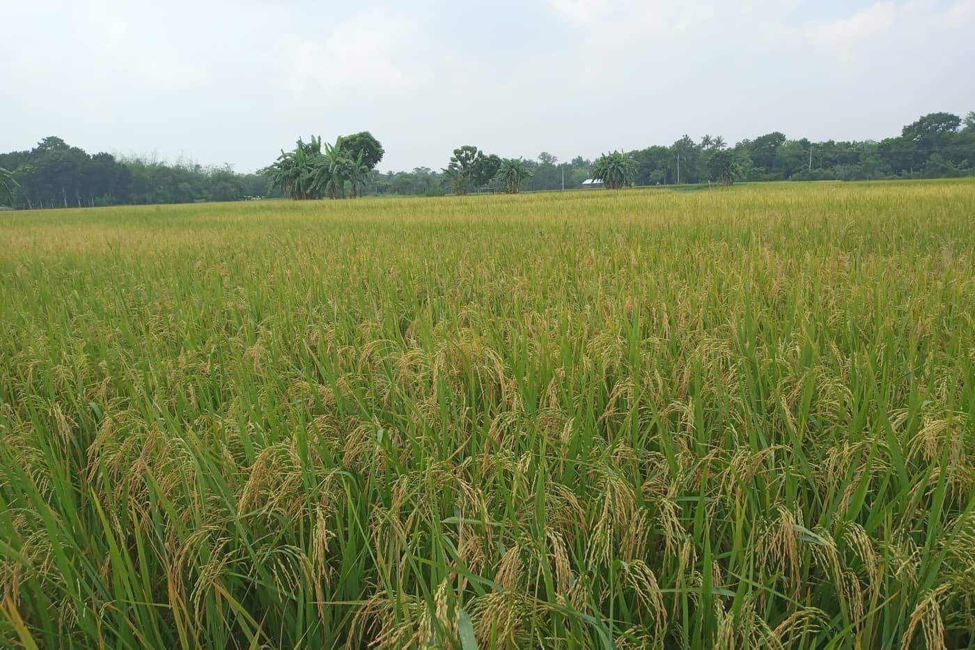 Ripening rice in a paddy field under a pale sky