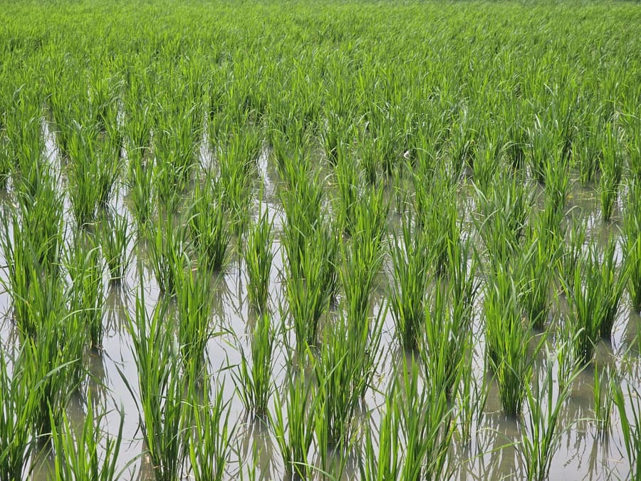 Young rice plants standing in a flooded paddy field