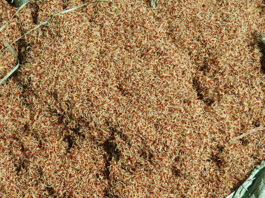 A heap of millet grains
