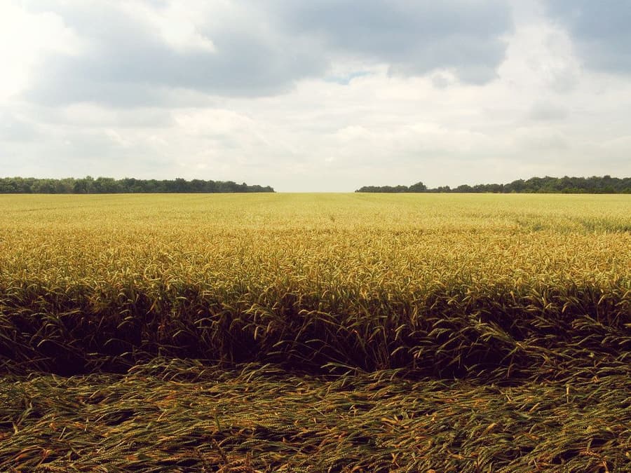 A wheat field ripening under a cloudy sky