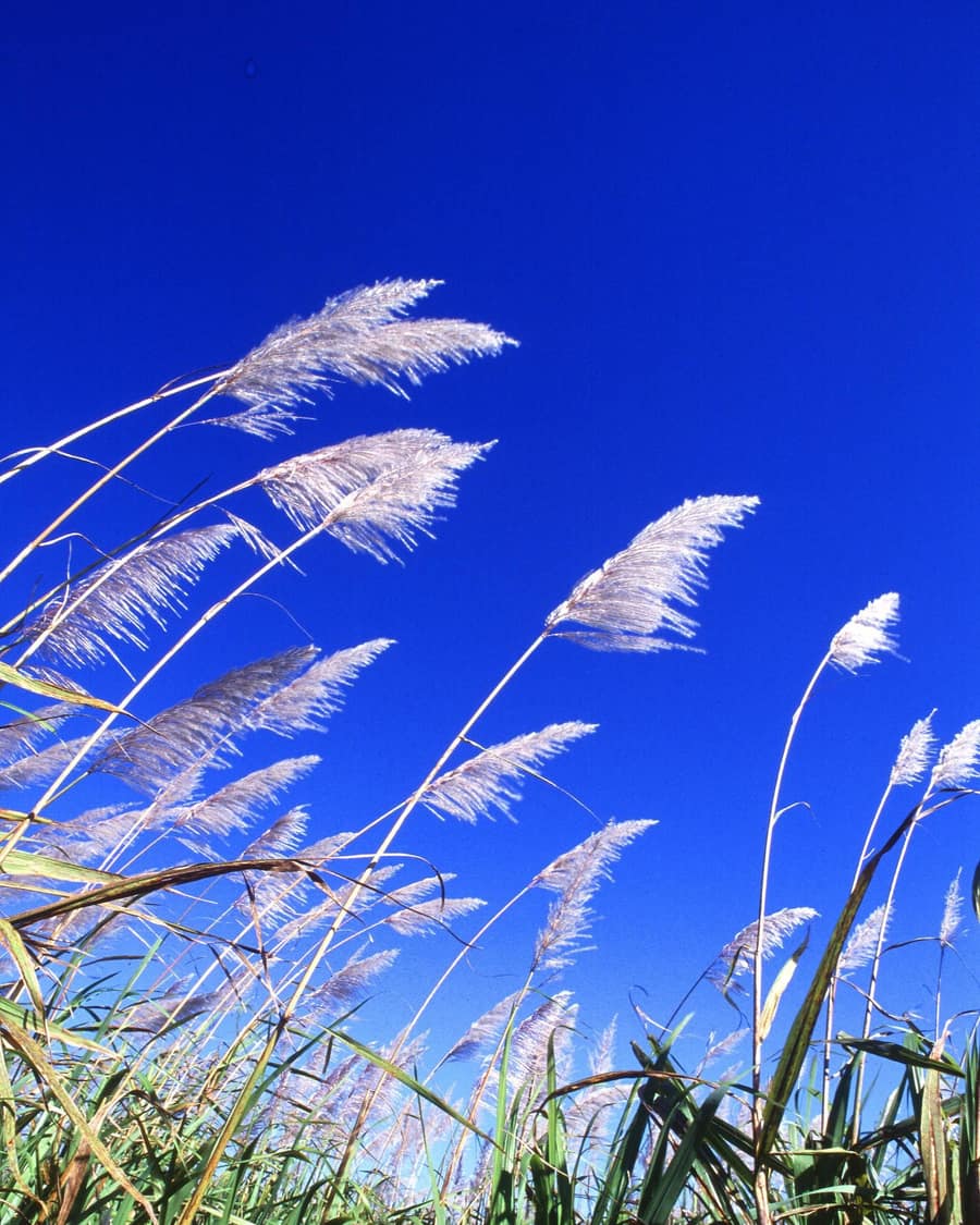 Sugarcane in flower against a blue sky