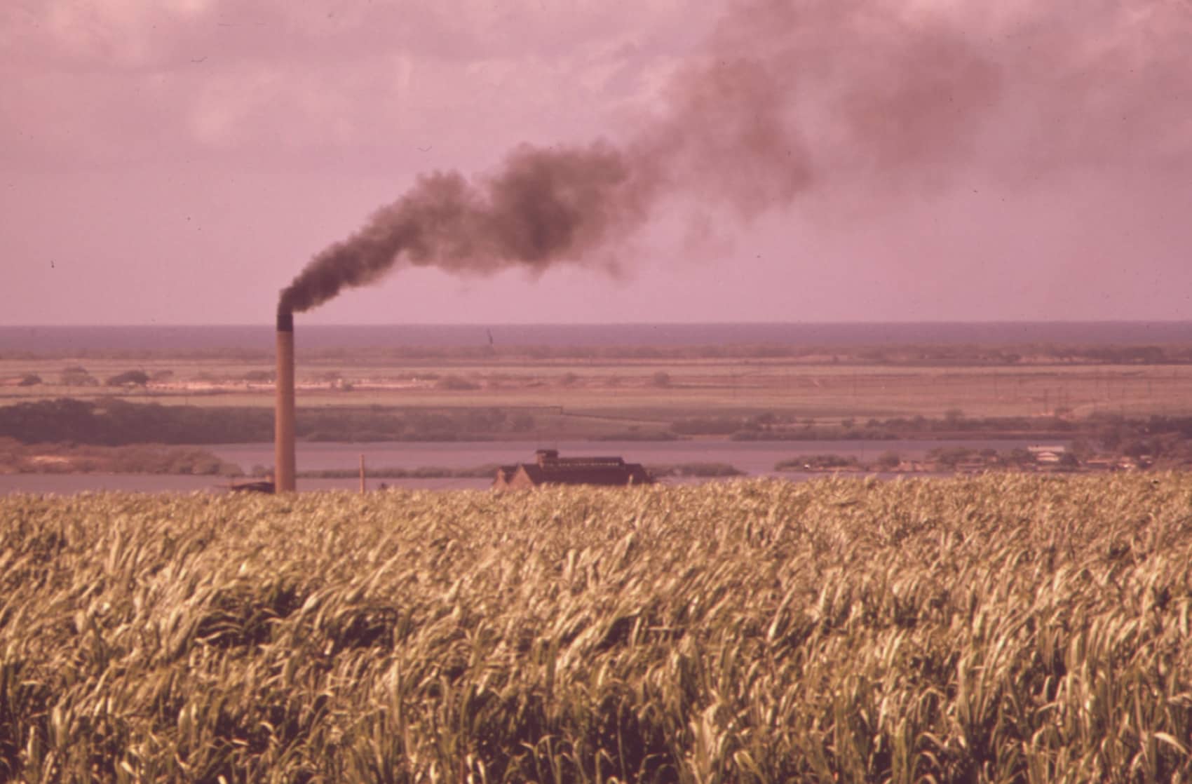 A sugar mill chimney rising over cane fields